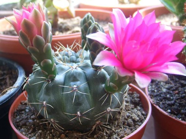 . (Gymnocalycium)      .  ... - 4