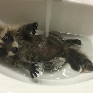 �����, 34 ����, �����