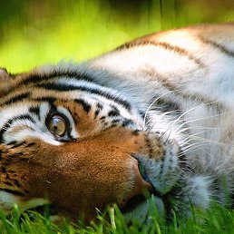 ������, ��������, 44 ����