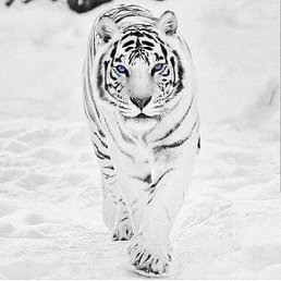 Lev, ������, 38 ���