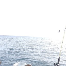 �����, �����������, 43 ����