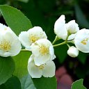 ���� Dalia, �����-��������� - ��������� 27 ��� 2019 � ������ ������ ��������