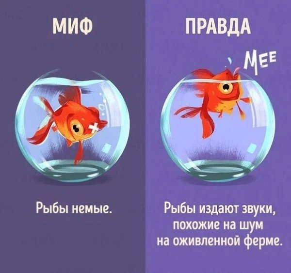 Подборка 10-ти мифов о животных. Все мы верили в это с детства, но в один миг мы узнаем что это всё ... - 3