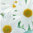 ���� ����, ���������� - ��������� 14 ���� 2019 � ������ ���� ����������