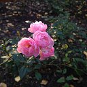 ���� �����, �����-��������� - ��������� 14 ������ 2019 � ������ ���� ����������