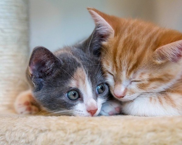 ������-���������
