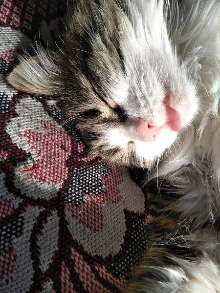 #Безкота_добро.15 лет назад с завода забрал котёнка Машу, теперь она стала вот такой наглой кошкой ...