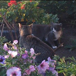 ������, ���������, 29 ���