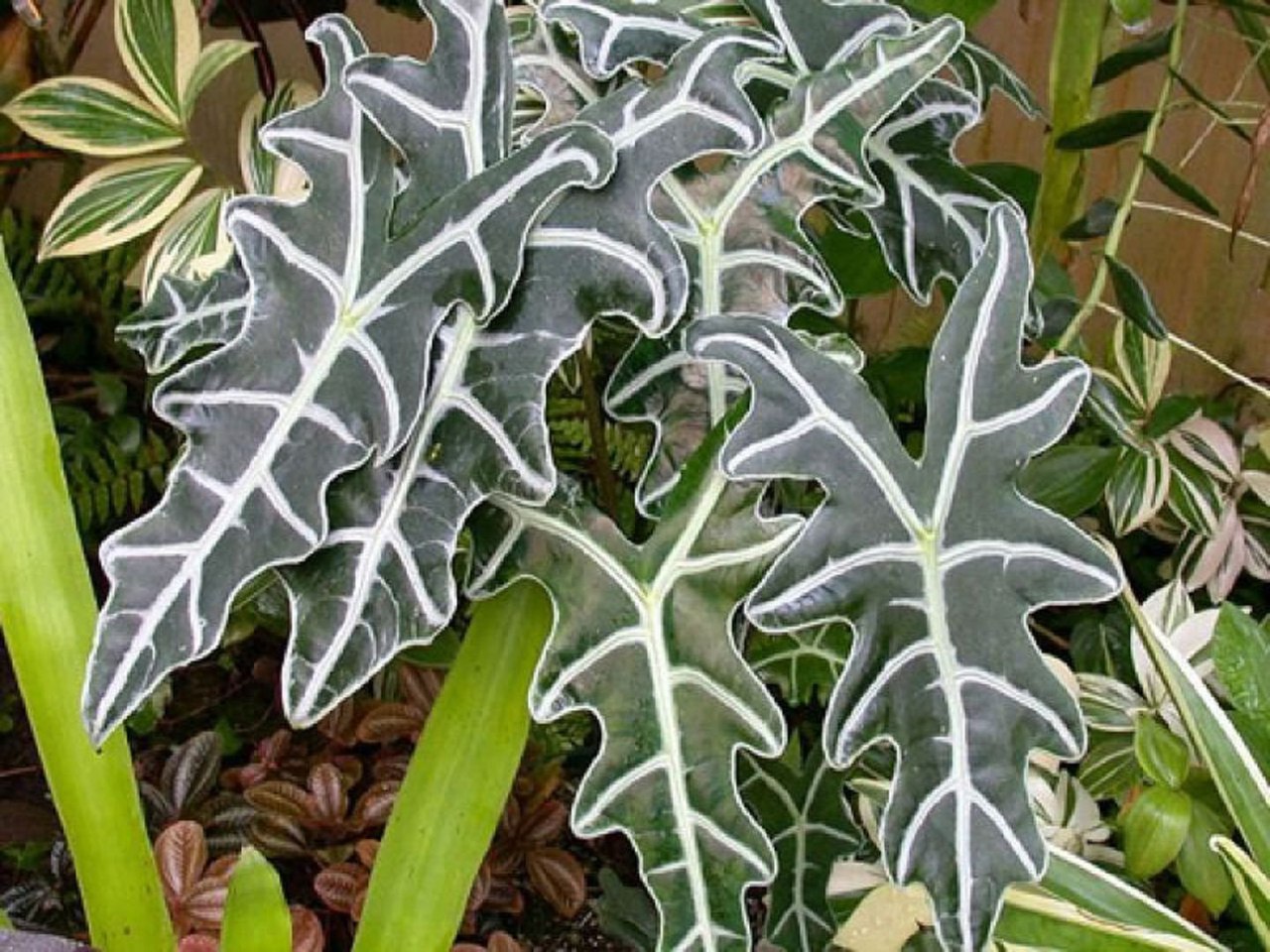 . (Alocasia) -   ,   ,   ...