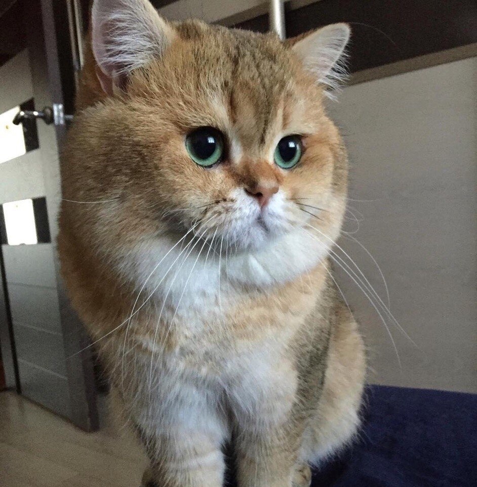 o o, o   o o oaco, poco, paco - 3