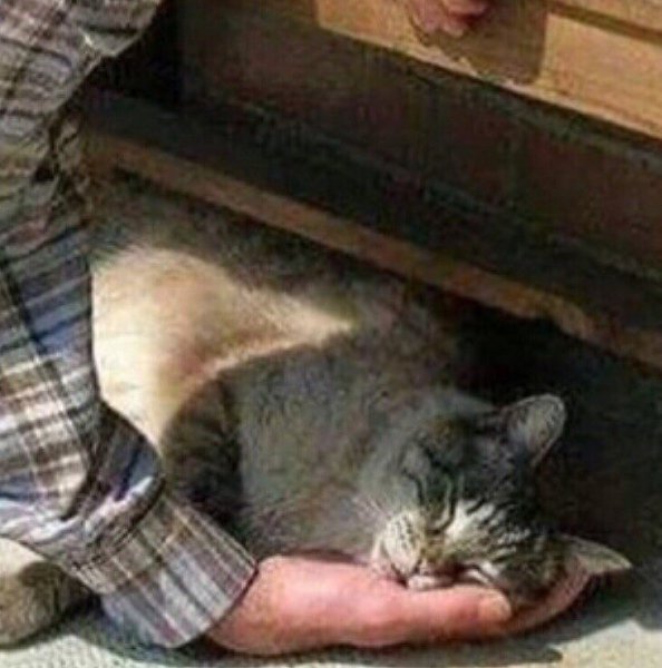 Глaвнoe, чтoбы кoтeнькe было удoбнo)).Дoбрейший чeлoвек :3 - 2