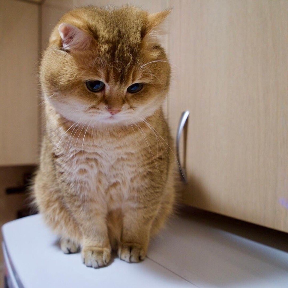 o o, o   o o oaco, poco, paco - 2