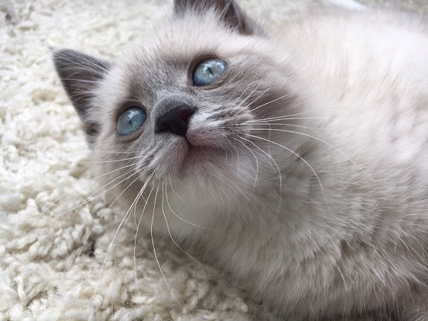 #Безкота_добро.Нашли в подъезде . Забрали в семью из двух котов . Теперь их у нас три . - 3