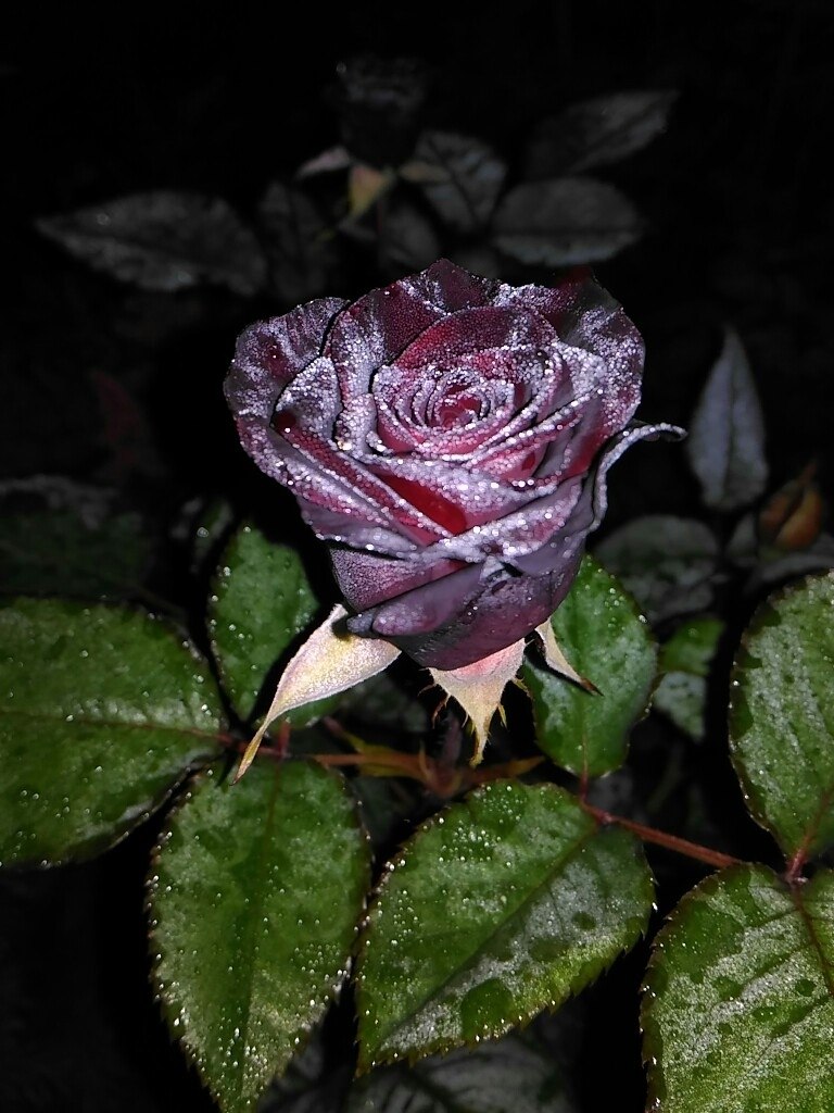 Black Baccara - 2