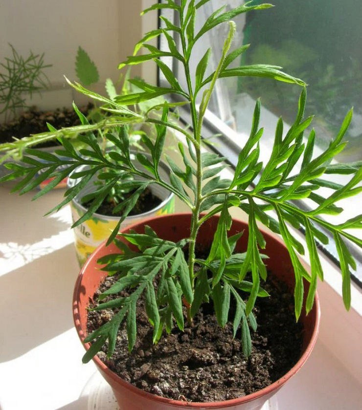 Гревиллея.Гревиллея (Grevillea) – вечнозеленый цветущий ползучий или прямостоячий кустарник или ... - 2