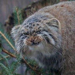 ������, �����������, 49 ���