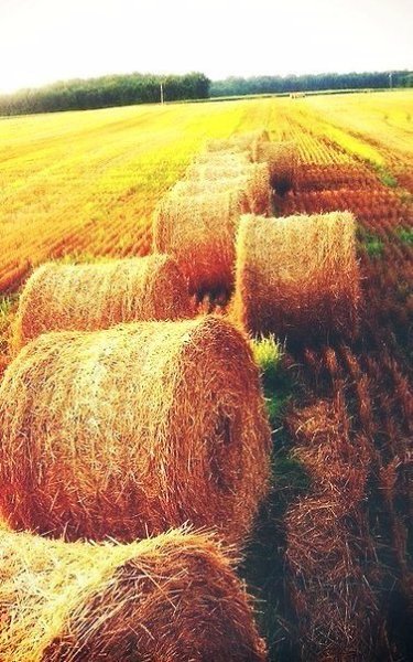 И все-таки осень - это чудeсно. Это время горячего чая, разноцветной листвы, теплых cвитеров и ... - 2