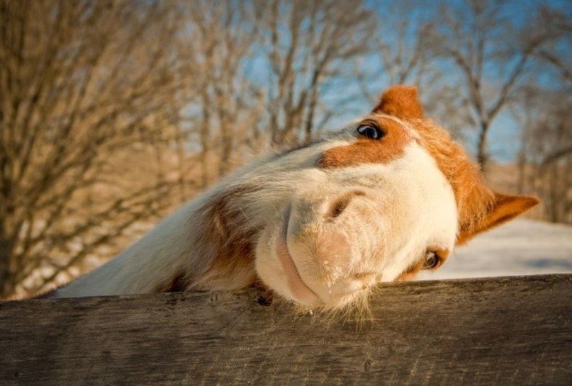      .#animal@travel.blog