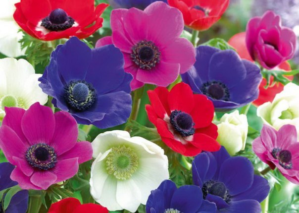 .   (. Anemone),      , ...