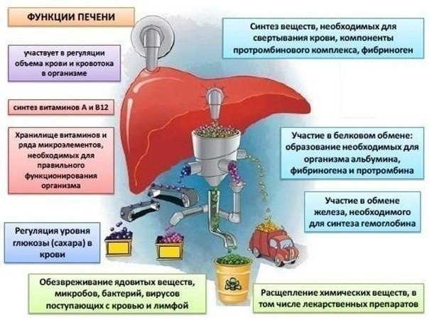 ПЕЧЕНЬ - ОЧЕНЬ ВАЖНЫЙ ОРГАН.Печень полезно очищать при неадекватной раздражительности, страхах, ...