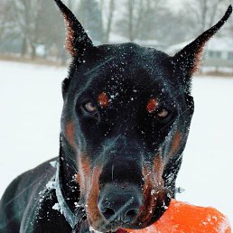 ���������, �����, 46 ���