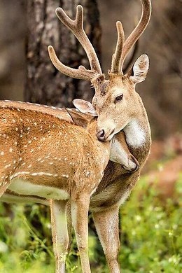 Яна - 4 мая 2019 в 22:06