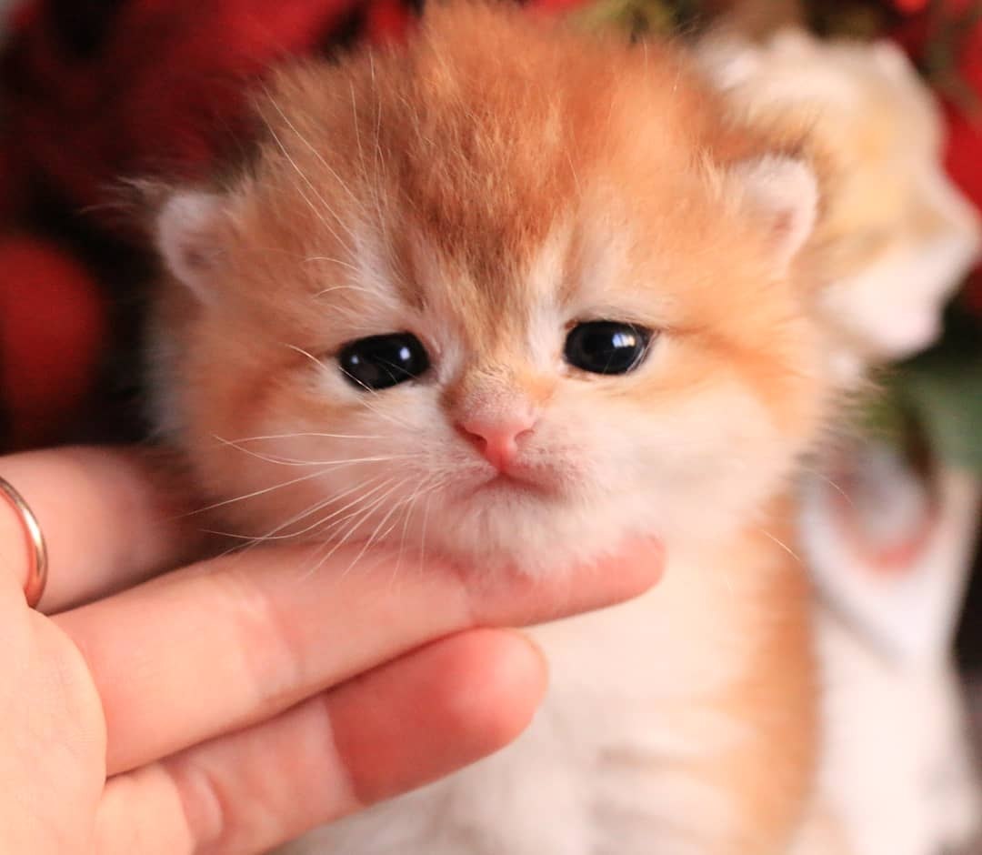     :3
