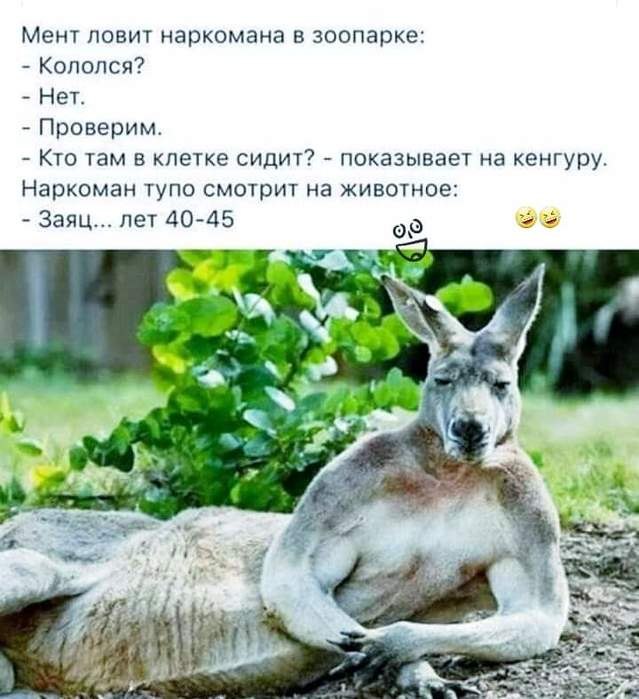 Когда в Африке появились первые чебуречные, гепарды, на всякий случай, стали бегать со скоростью 200 ...