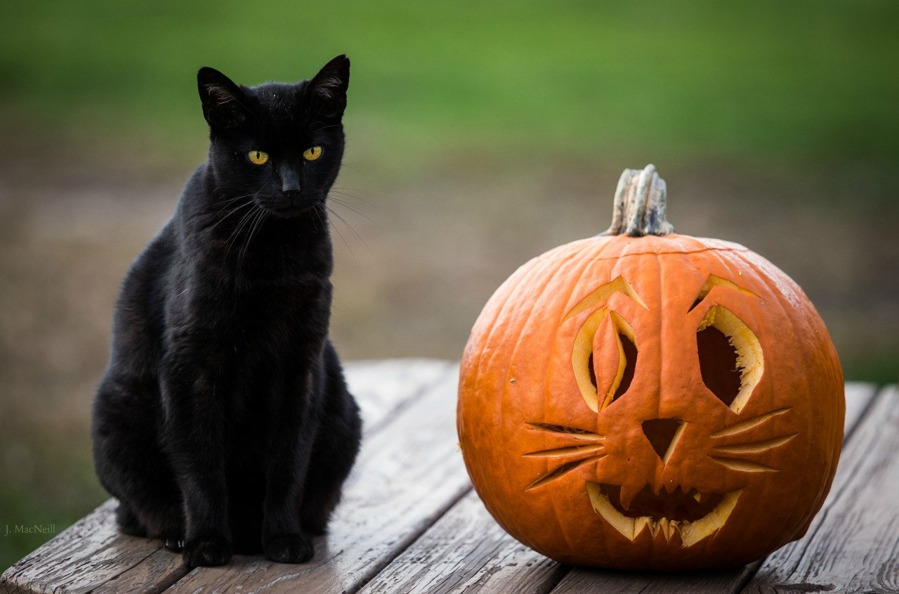 Happy Halloween! - 9