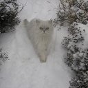 ���� ������, ���������, 57 ��� - ��������� 31 ����� 2019 � ������ ������ ��������