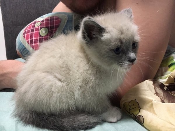 #Безкота_добро.Нашли в подъезде . Забрали в семью из двух котов . Теперь их у нас три .