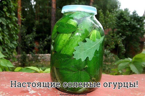 #заготовки #консервация.на 3-х литровую банку. огурцы - 1, 5 - 2 кг; вода (только колодезная, или ...