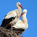 ���� �������, �������, 51 ��� - ��������� 23 ���� 2019 � ������ ������ ��������