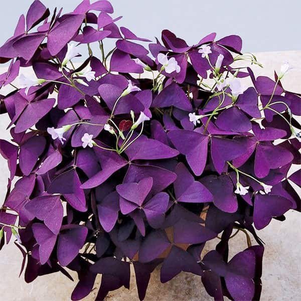 .   (Oxalis)         ... - 5