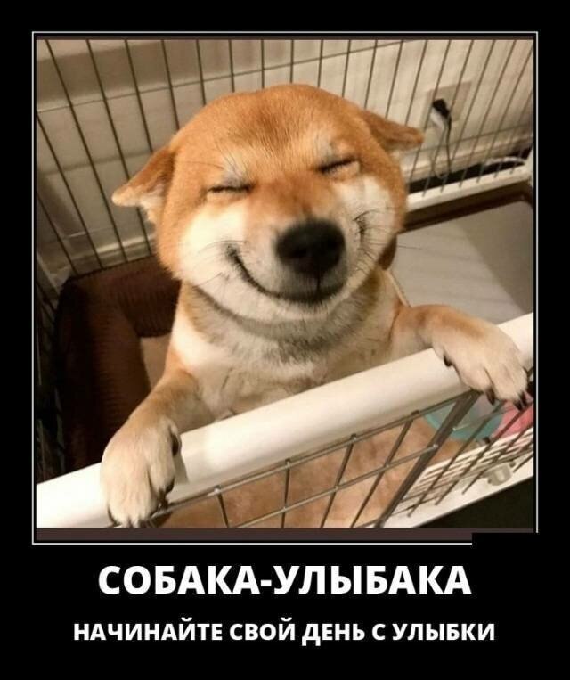 Собаки - 4 декабря 2019 в 18:55