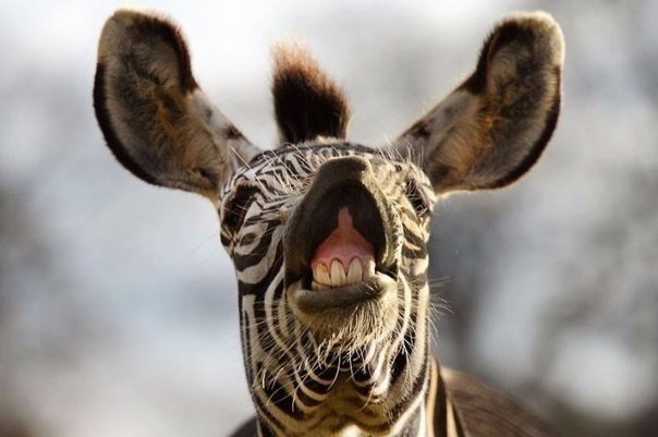 .#animal@travel.blog