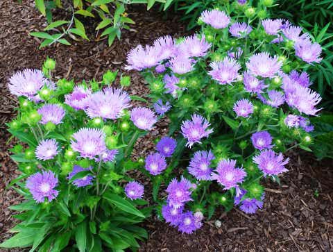Стокезия.Стокезия (Stokesia) из семейства Астровых представляет собой многолетнее неприхотливое ...