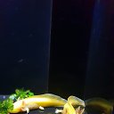���� �������, ������, 43 ���� - ��������� 4 ������� 2019 � ������ ���� ����������