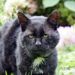 �������, ������, 44 ����