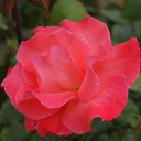  , , 70  -  15  2019   CA_2019_San Jose_Rose Garden_2