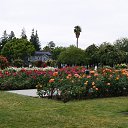  , , 70  -  15  2019   CA_2019_San Jose_Rose Garden_2