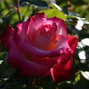  , , 70  -  18  2019   CA_2019_San Jose_Rose Garden