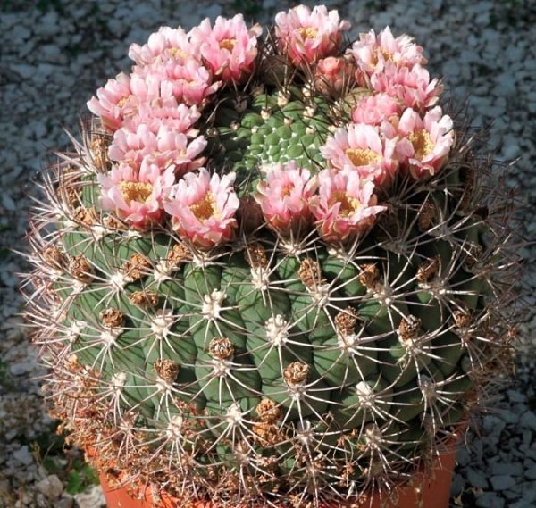 . (Gymnocalycium)      .  ... - 3