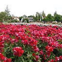  , , 70  -  15  2019   CA_2019_San Jose_Rose Garden_2