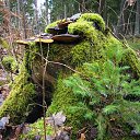  Petras, , 66  -  1  2020   Zelionaja Novogodniaja zima :)