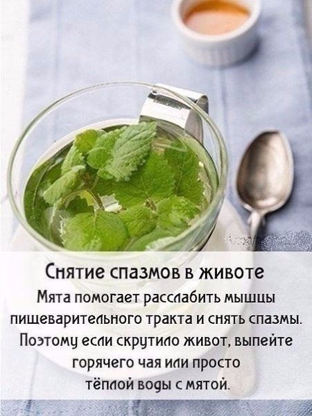 Чудо-мята: полезные свойства! А вы любите мятный чай? #советы@ican - 4