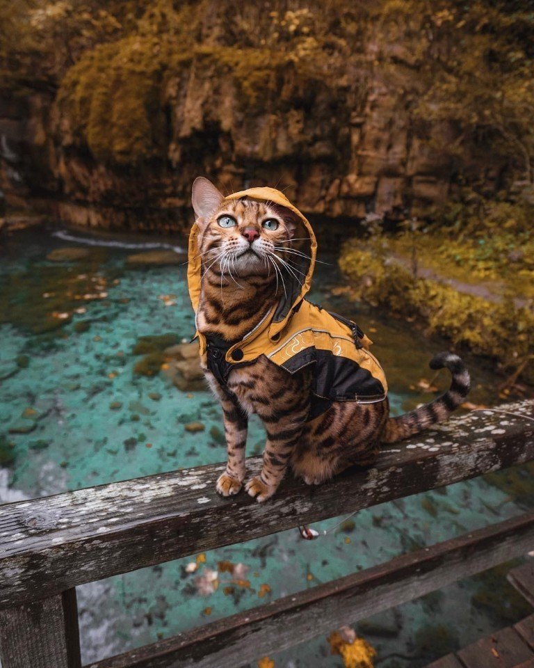  .: sukiicat ()#@ican - 6