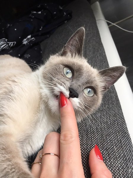 #Безкота_добро.Нашли в подъезде . Забрали в семью из двух котов . Теперь их у нас три . - 5