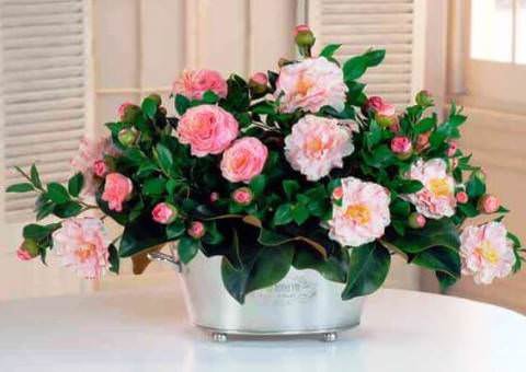 .  (Camellia japonica)        ...