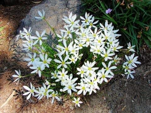 .        (Zephyranthes)  ...